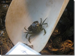 softshelledcrab_thumb1