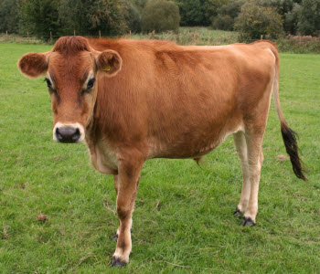 Hampshire Jersey bull Hampshire Jersey bull
